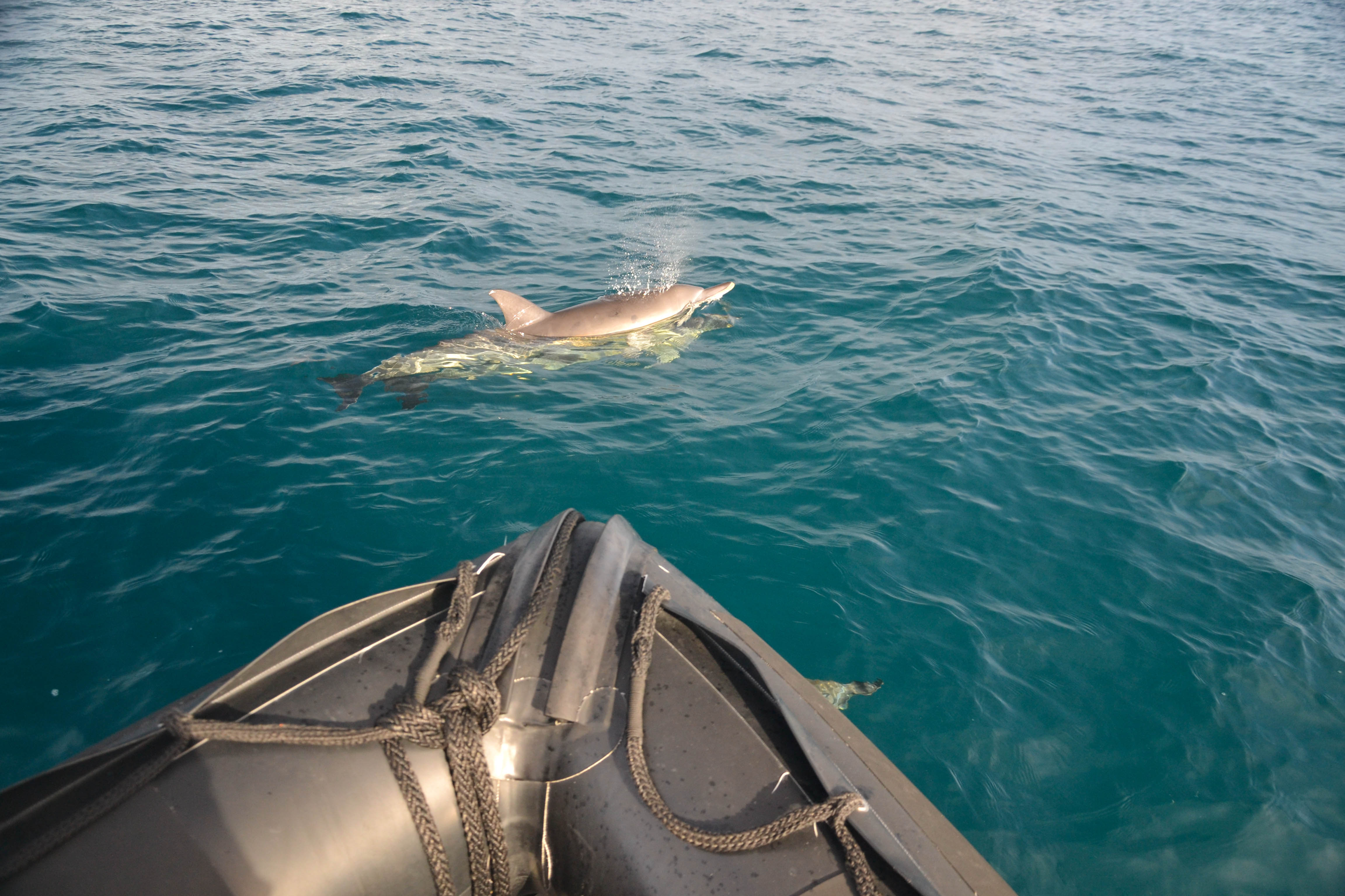 Rencontre avec les dauphins en france