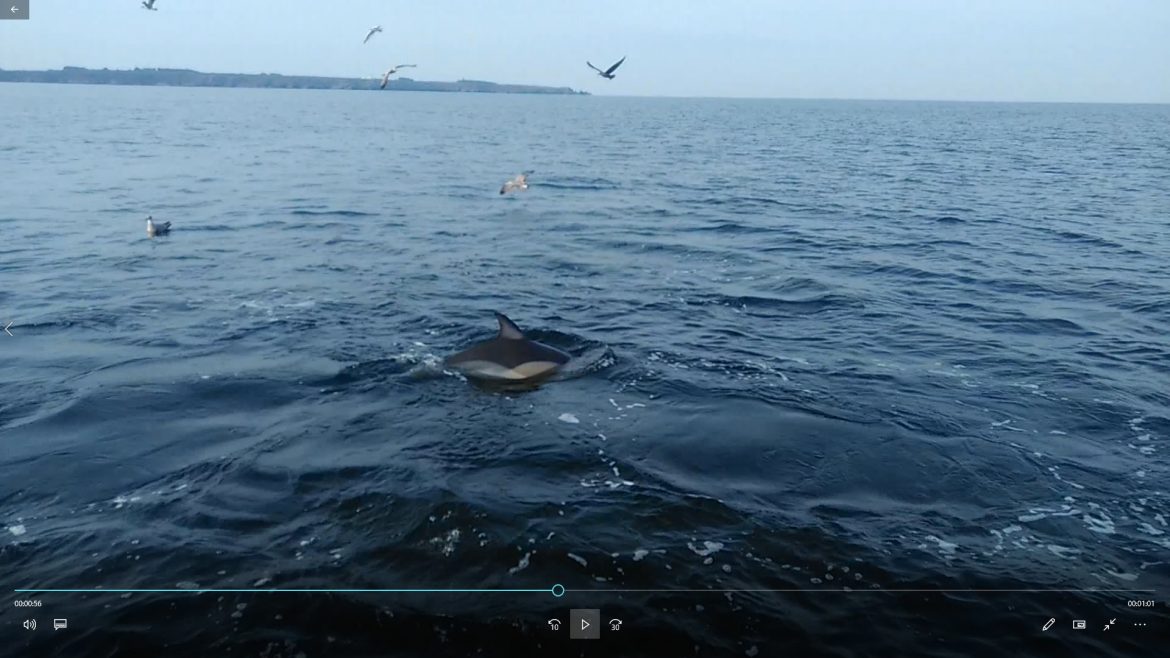 chasse de dauphins sur des sardines